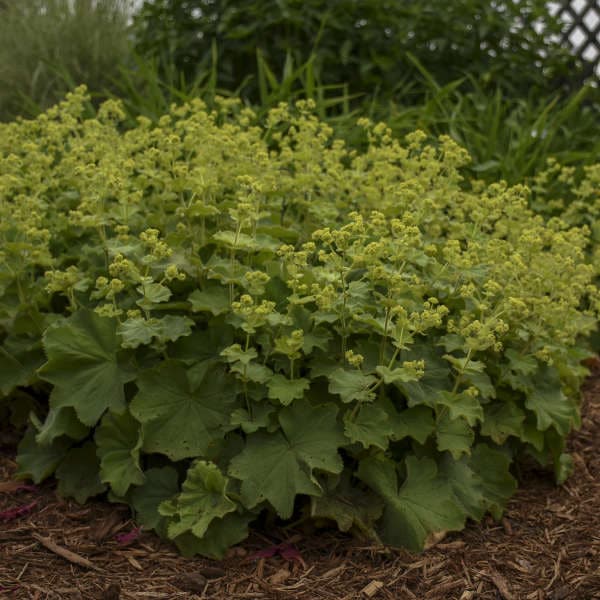 Alchemilla sericata  Gold Strike- алхемила (1572)
